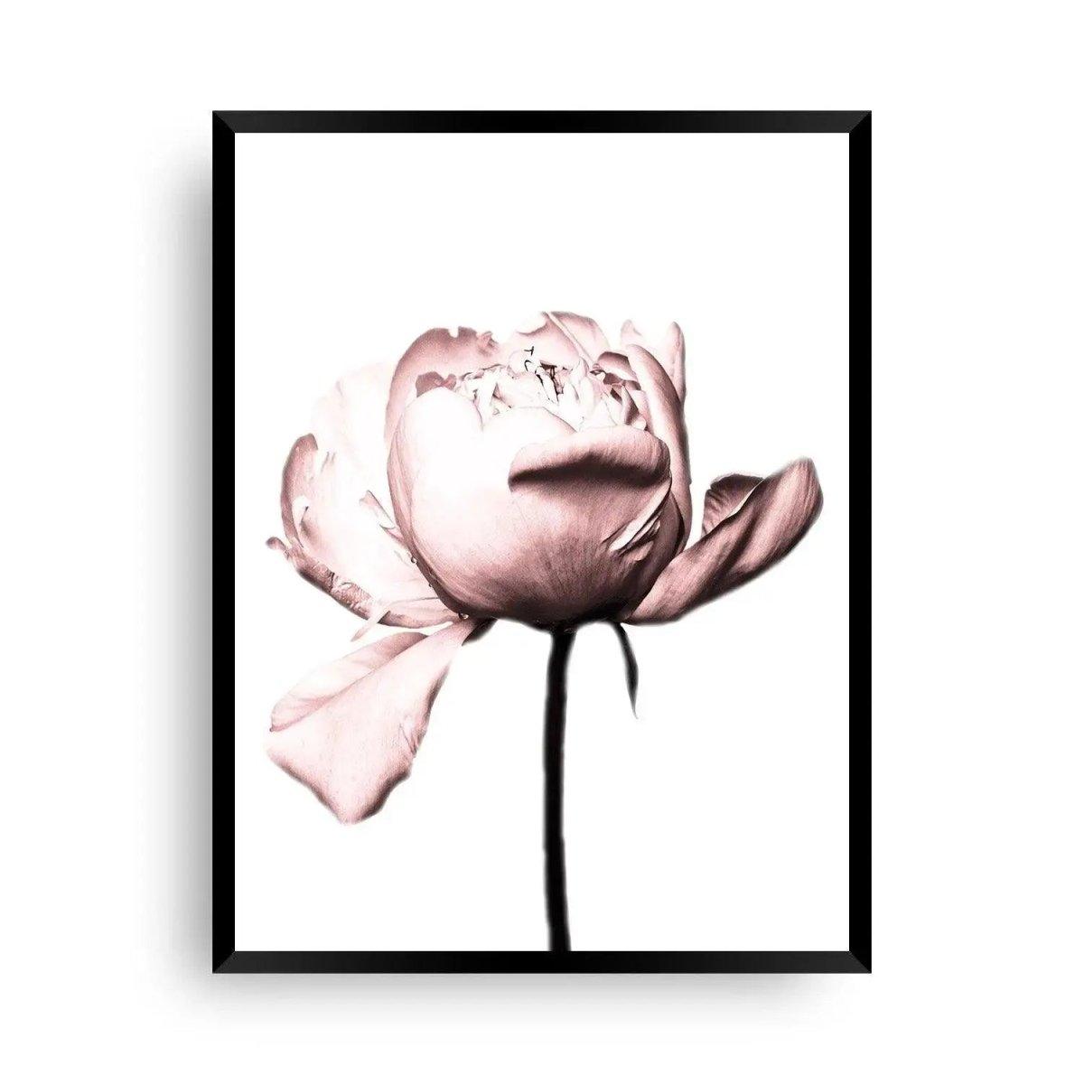 Pfingstrose in rosa als Bild - Wandschmuck-Shop.de