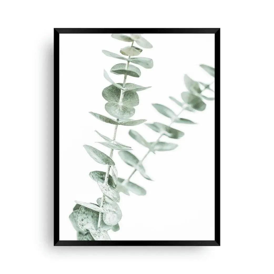 Bild Eucalyptus - Poster Natur - Wandschmuck-Shop.de